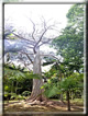 foto Parco botanico Terra Nostra